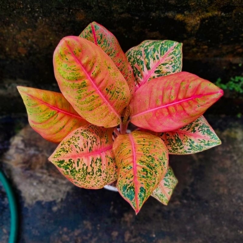 Tanaman Hias Aglonema Harlequeen Bunga Hias Aglonema Aglaonema Harlequeen Mutasi Merah Murah BUKAN B