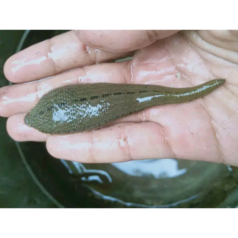 lintah hidup lintah terapi sudah steril uk besar