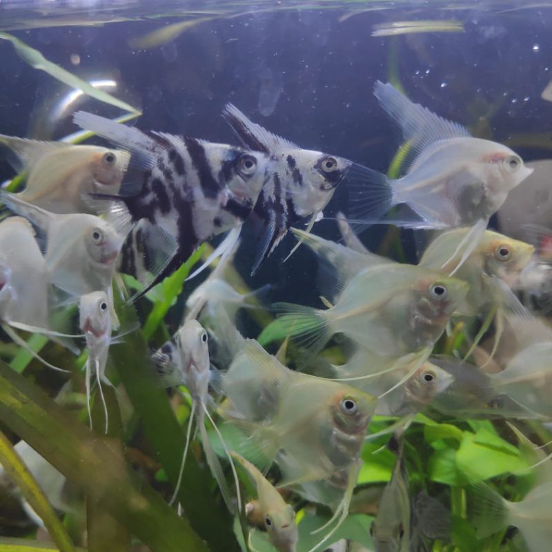 Hiasan Aquarium Ikan Manfish Platinum / Tricolor / Koi