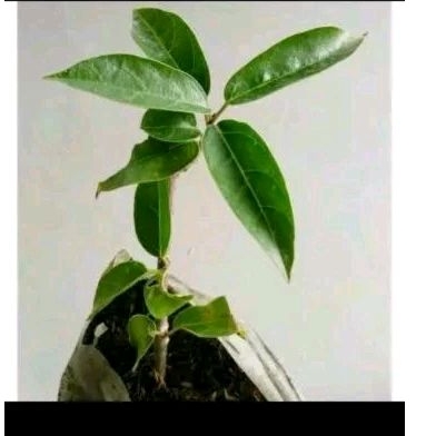 

daun cincau Fress 500 gram