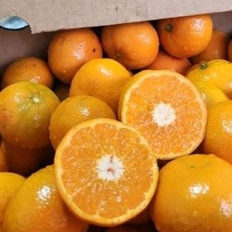

Jeruk Mandarin ±900gr