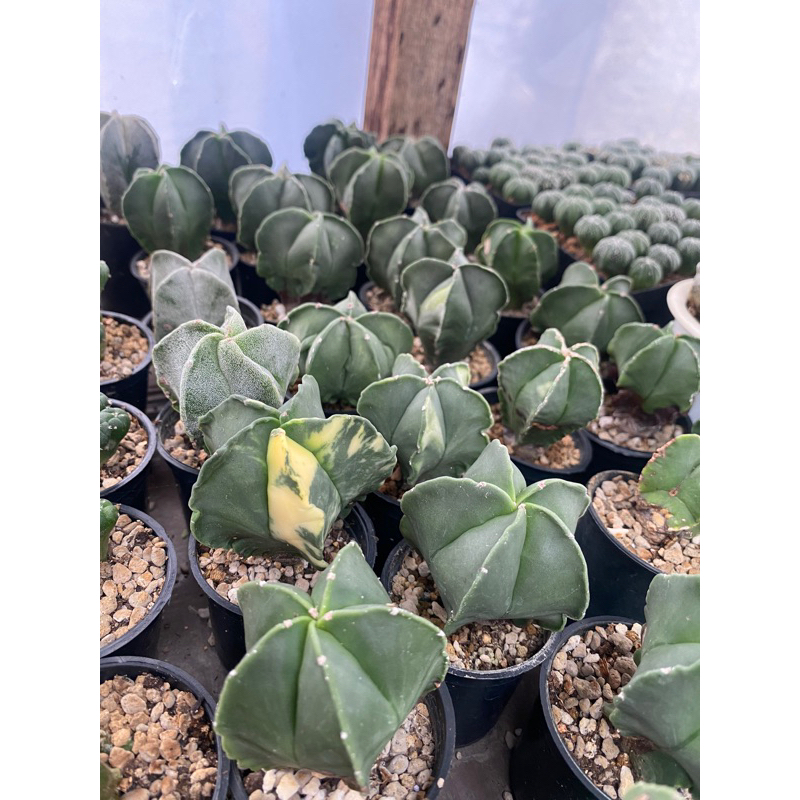 ASTROPHYTUM MYRIOSTIGMA / MYRIOSTIGMA FUKURYU / ASTROPHYTUM FUKURYU / MYRIOSTIGMA / ASTROPHYTUM / AS