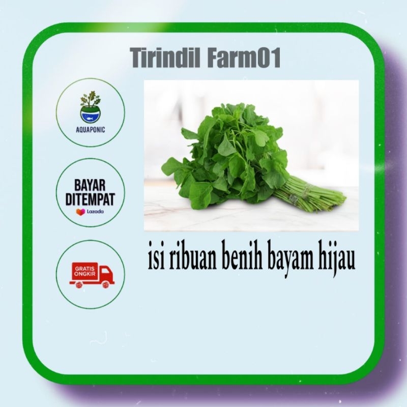 isi ribuan bayam hijau unggul, bayam cabut / benih sayuran