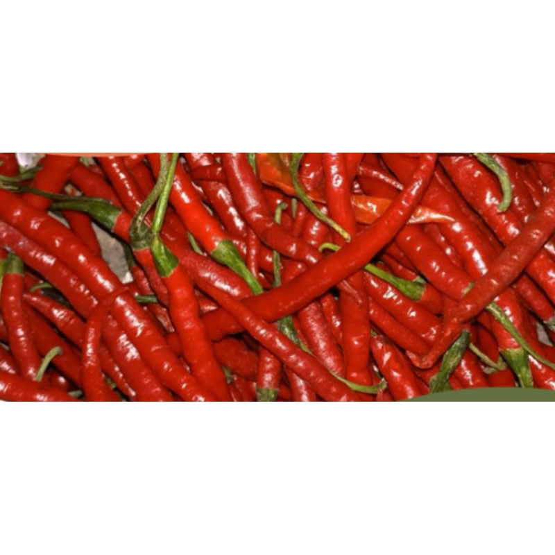 

cabe keriting merah super 250 gram 2000