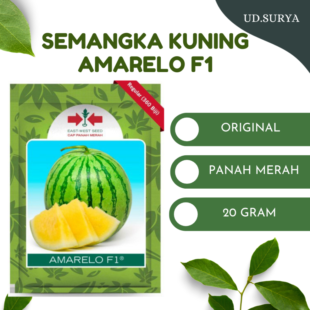 BENIH SEMANGKA KUNING AMARELO 360 BUTIR PRODUK PANAG MERAH
