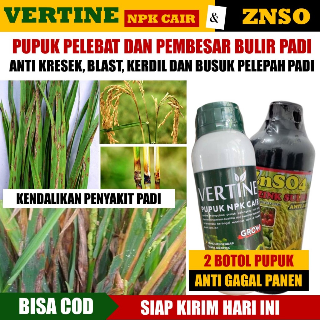 PAKET PUPUK PELEBAT DAN PEMBESAR BULIR PADI TERBAIK AMPUH ATASI KRESEK, BLAST, KUNING KERDIL DAN BUS