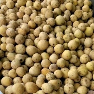 

Indukbuah Buah Duku Palembang Manis Seger 1 Keranjang