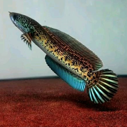 Channa Auranti L (20cm up)
