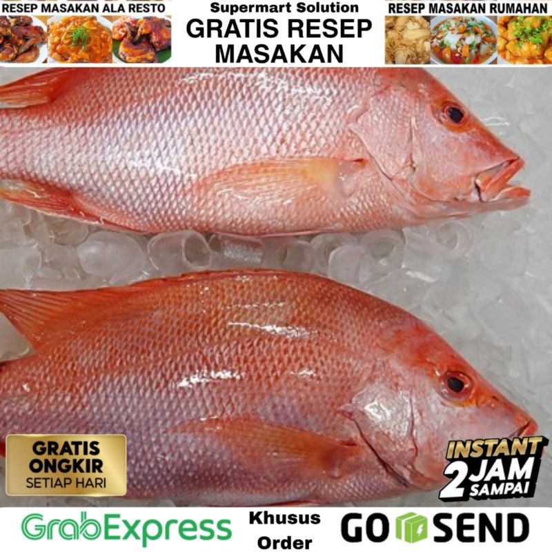 

Ikan Kakap merah segar / kepala ikan kakap Merah / Ekor Kakap merah