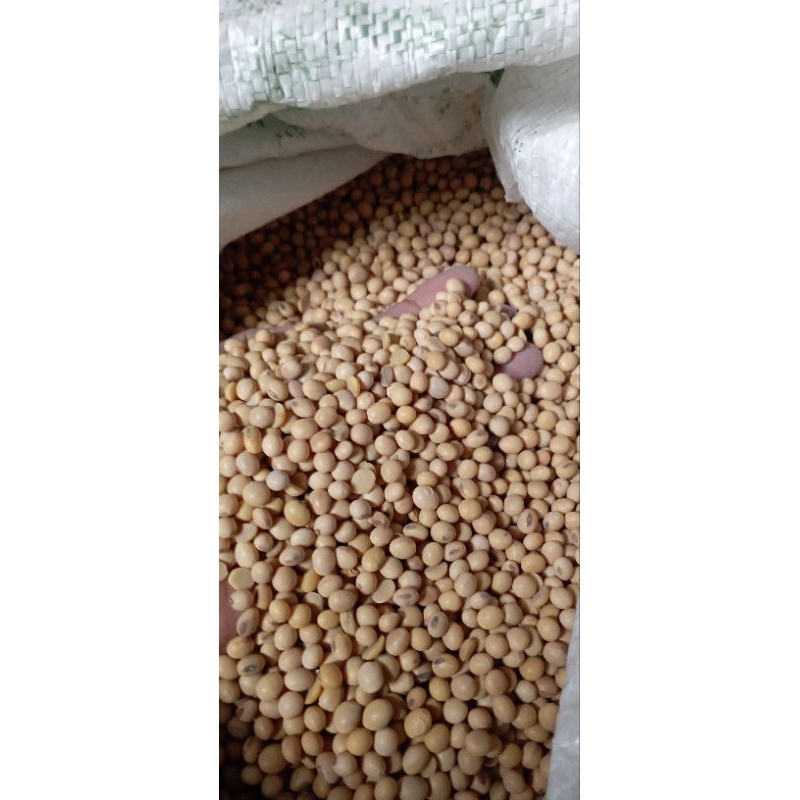 

KEDELAI SUPER IMPORT USA 1 Kg