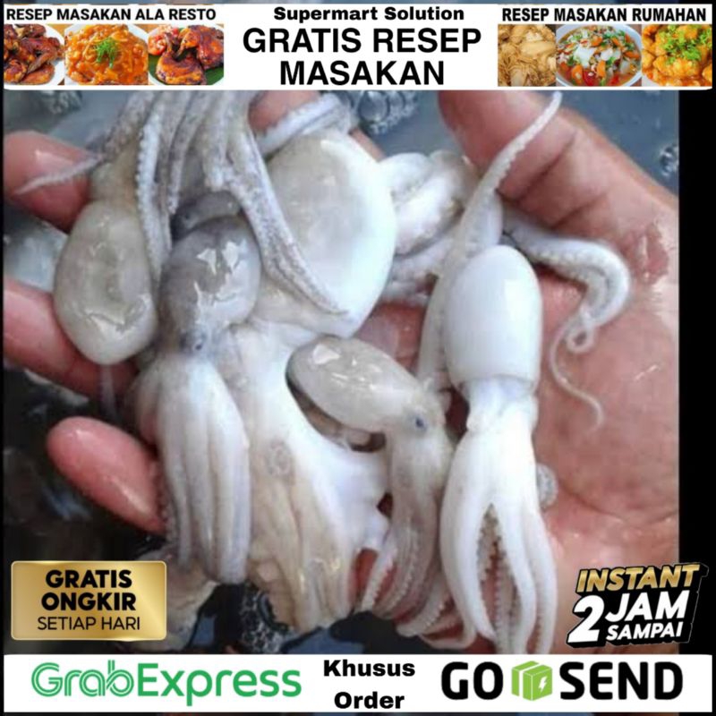 Baby Octopus / Gurita Kecil Segar