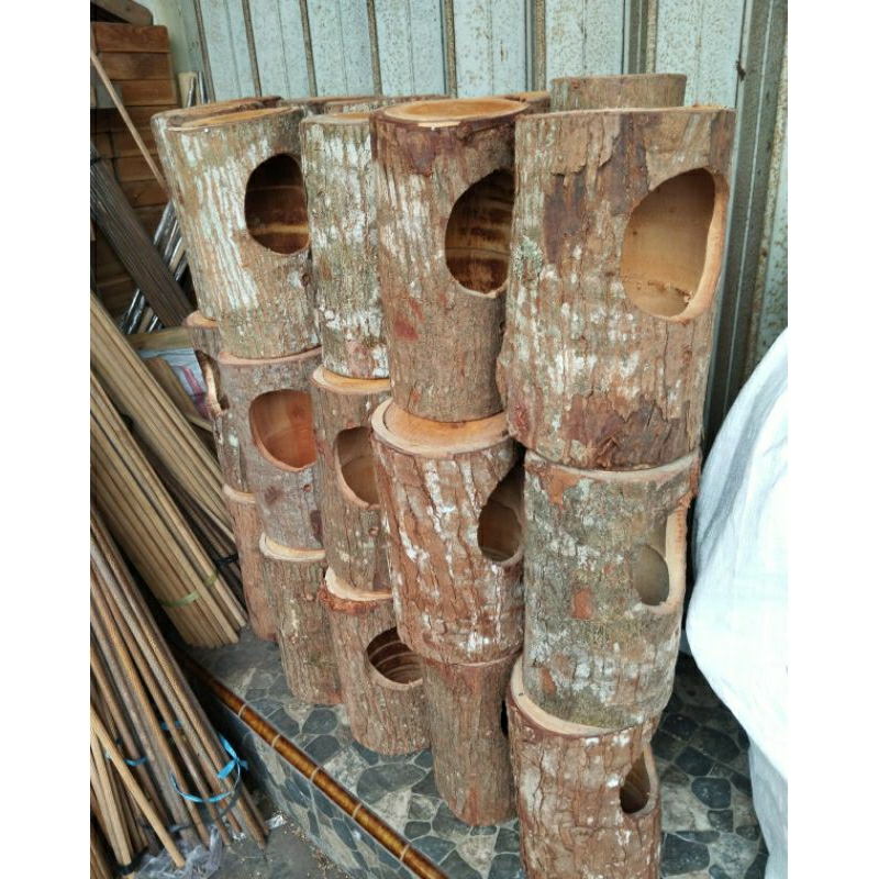 Glodok Pohon Gowok Murai