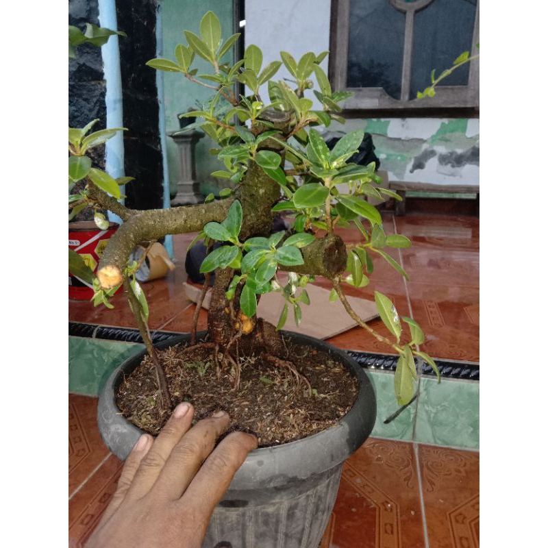 wacang dan dolar korea