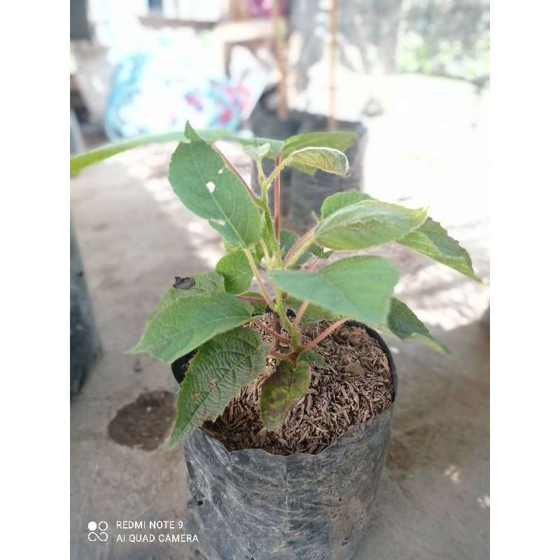 Bibit Kiwi,Siap Berbuah