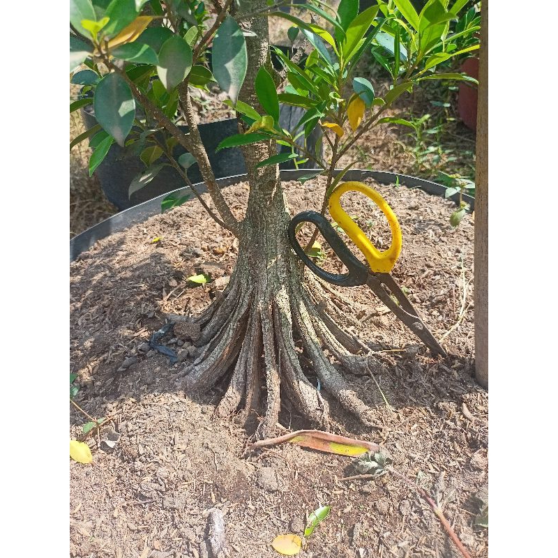 Pecah Batang Kimeng Kimeng Pecah 16 Prokar kimeng