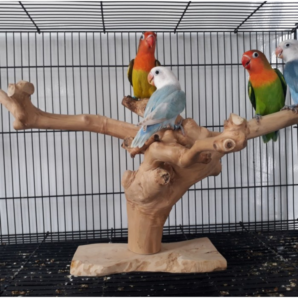 Ha TANGKRINGAN BURUNG KANDANG SOLITER KAYU KOPI KURUNG KOTAK LOVEBIRD FALK SUNCUNURE IGUANA TUPAI