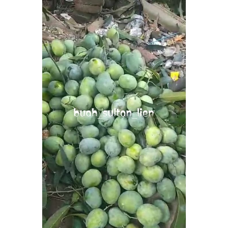 

mangga TO 23900