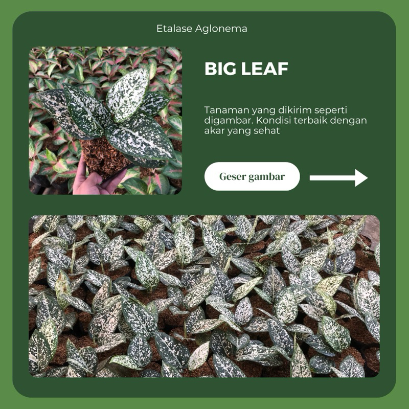 BIG LEAF AGLONEMA