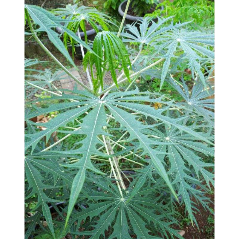 Daun Betadine Segar 1 Kg / Daun Betadin / Daun Yodium penyembuh luka / Daun jarak cina