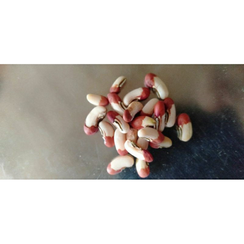 bibit kacang panjang