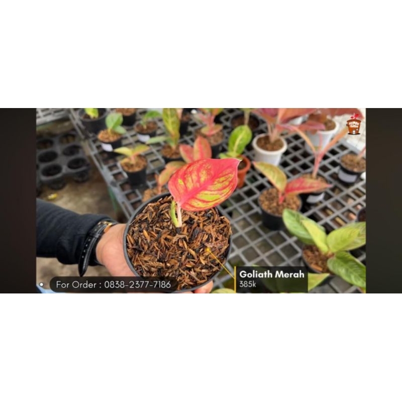 goliath merah