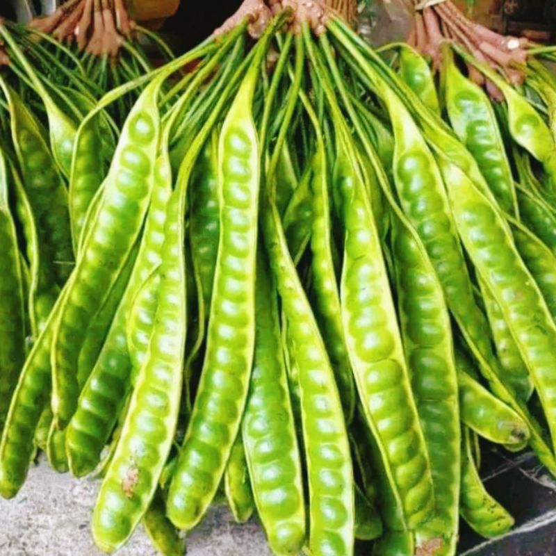 

Obral pete/petai super 15 Papan/lonjor murah meriah COD gratis ongkir
