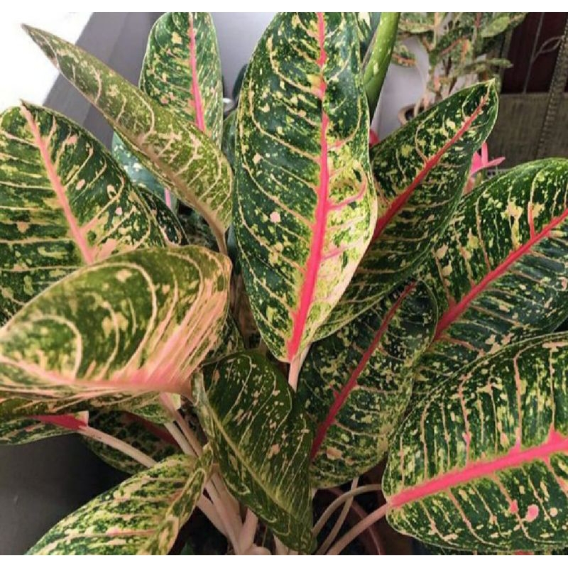 aglonema DONACARMEN RUMPUN