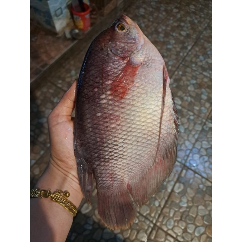 IKAN GURAME FRESH BEKU 1KG ISI 3 EKOR