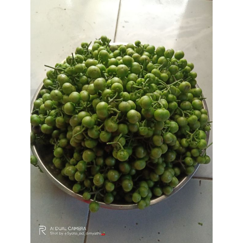 

Leunca Hasil Kebun Sendiri