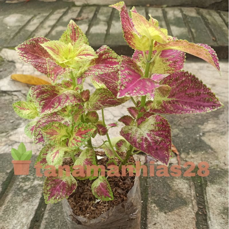 Tanaman miana rainbow rimbun seger