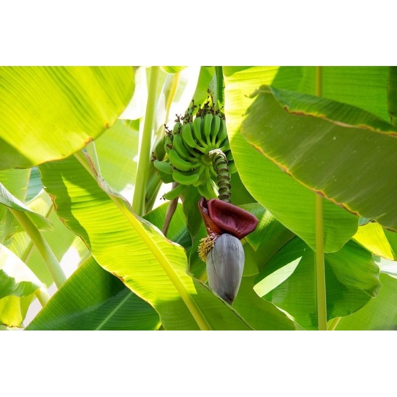 

daun pisang seger asli kampung murah