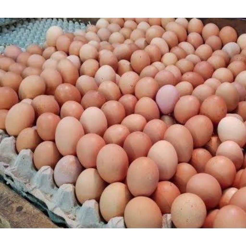 

TELUR AYAM 1 KG | TELUR AYAM PREMIUM 1 KG | CHICKEN EGG 1 KG PREMIUM
