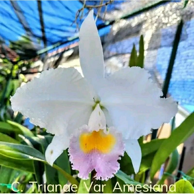 anggrek Cattleya trianae var amesiana dewasa spike+pot angrek catleya bunga putih lidah kuning Nimin