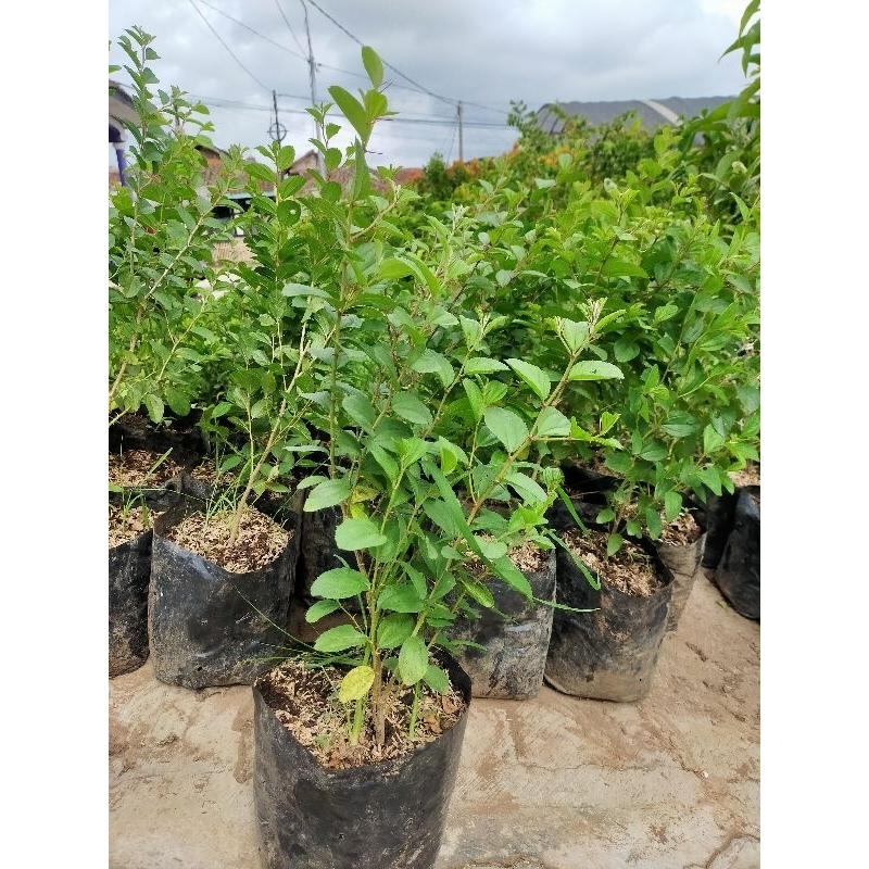 Tanaman Hias Bidara Arab