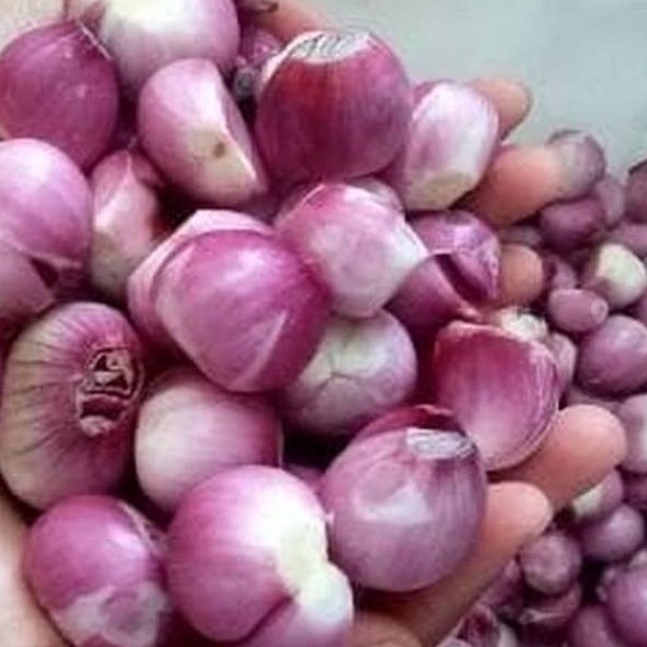 

Paling Popular Bawang Merah Brebes Ukuran Sedang Besar 1kg H86