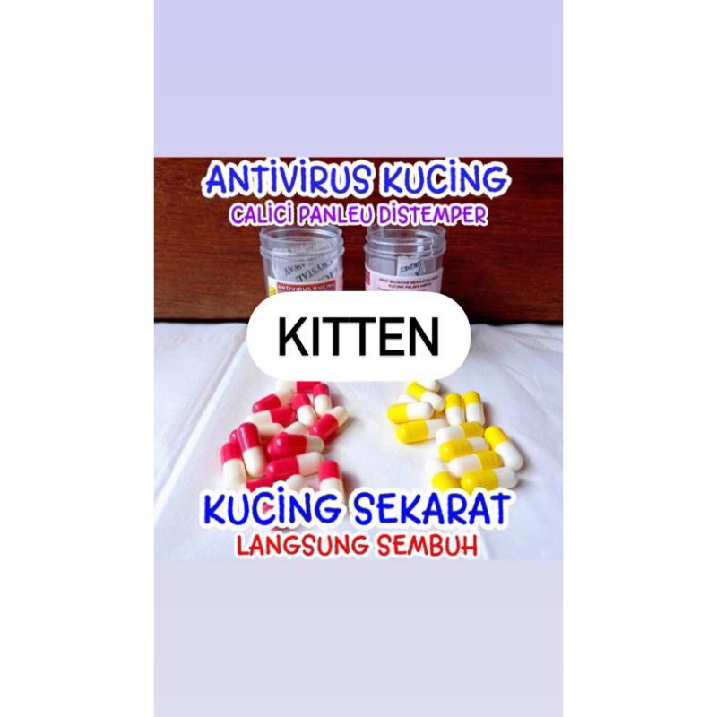 KAPSUL AJAIB - Obat Virus Kucing Calici Panleukopenia Distemper  FIP Paling Ampuh Antivirus Cat | Ka