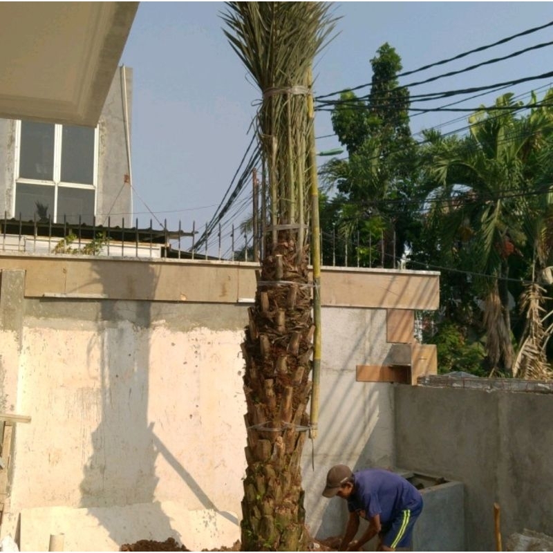 POHON KURMA AZWA BESAR