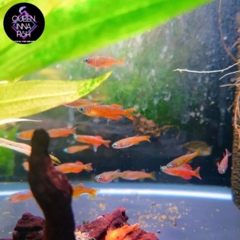 PAKET PSEUDOMUGIL GETRUDAE / PSEUDOMUGIL PASKAI ISI 50 EKOR