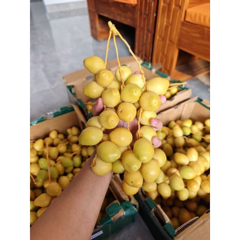 

Kurma muda ready balikpapan