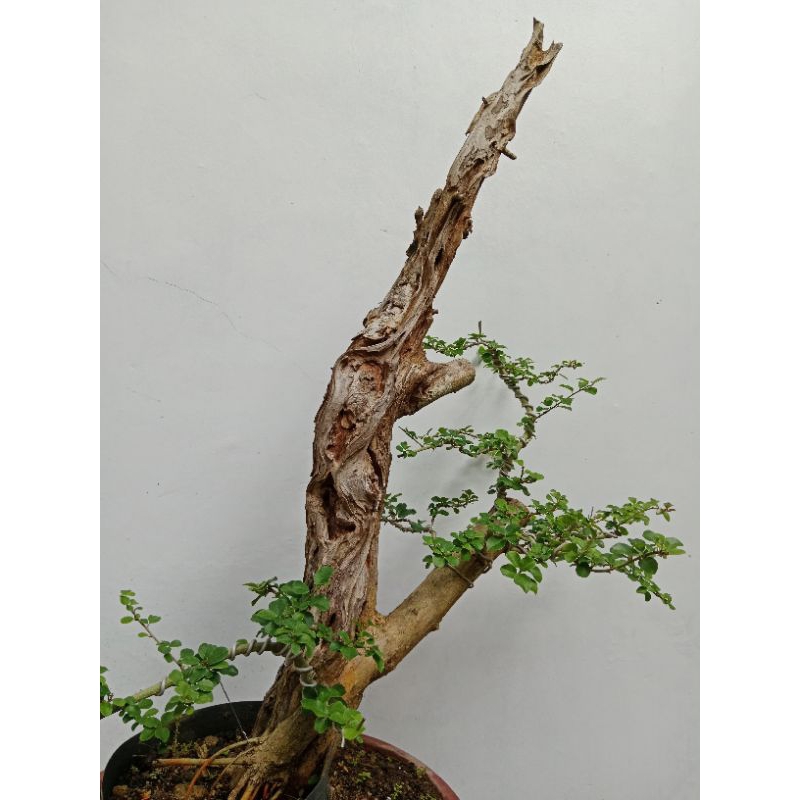 Bahan Bonsai Sisir Kaliage | Bonsai Sisir