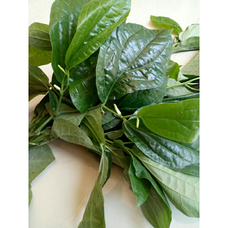 

Daun sirih karuk fress 100grm herbal Piper sarmentosum