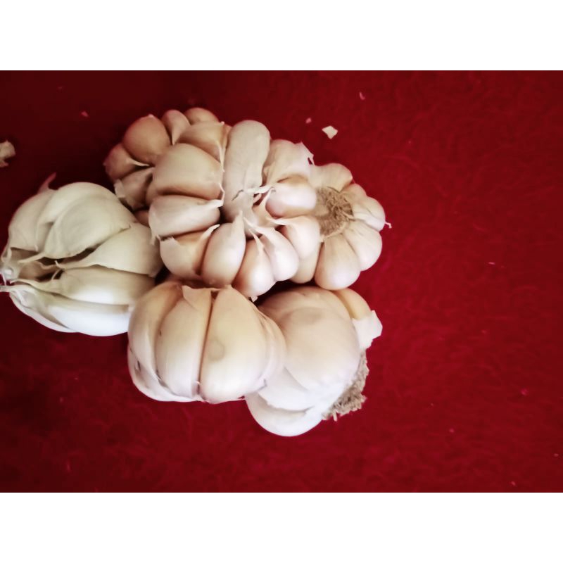 

bawang putih
