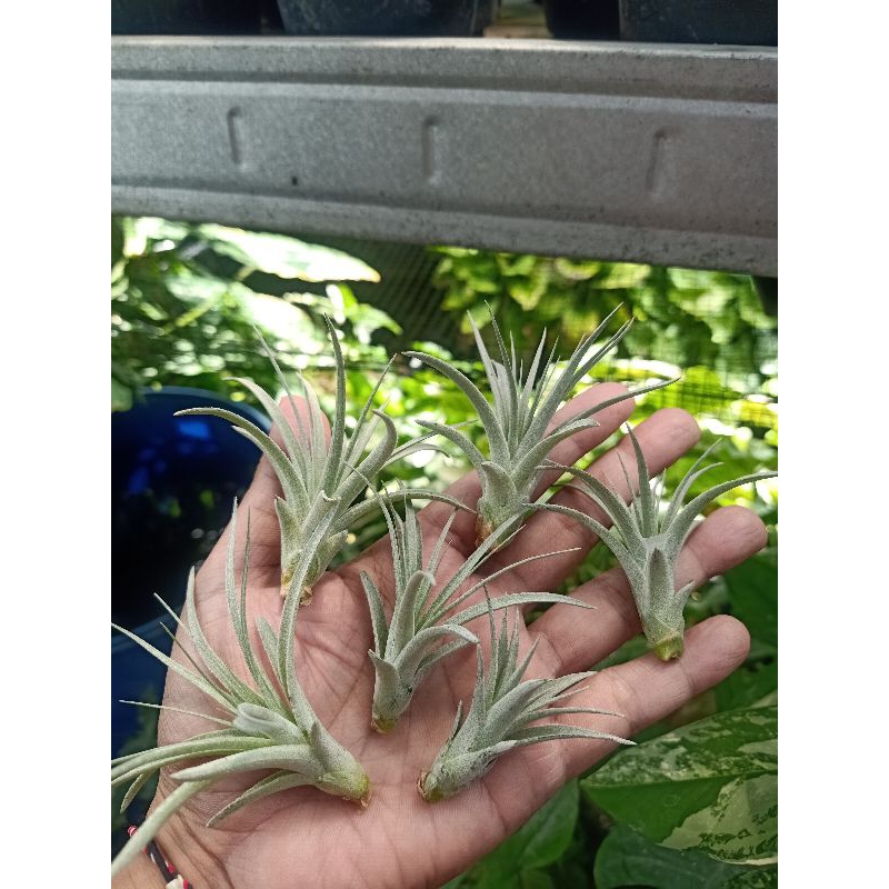 tillandsia houston