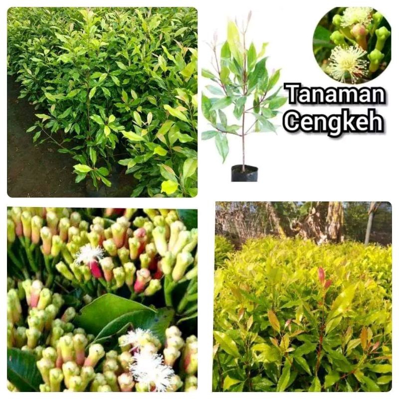 Bibit Cengkeh Zanzibar