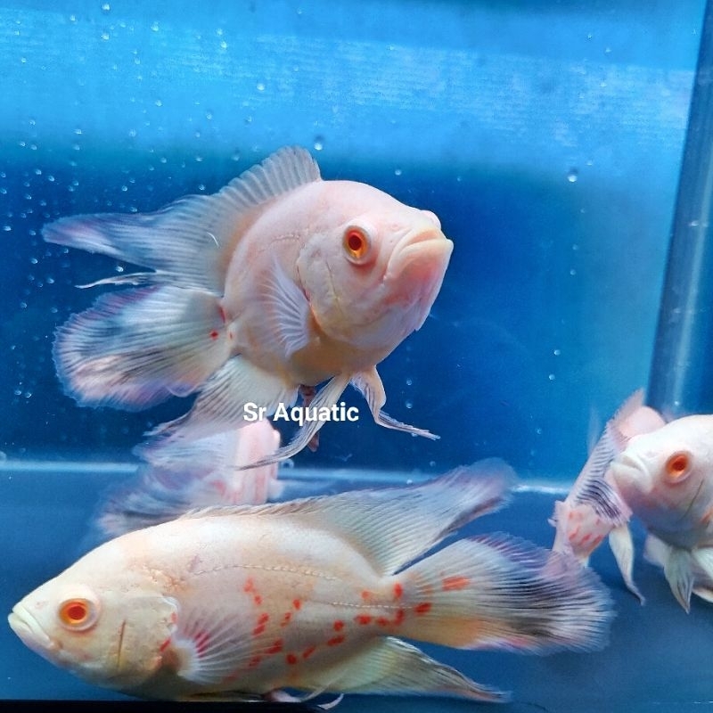 Oscar Slayer Albino / Ikan Oscar Albino / Oscar Batik Slayer