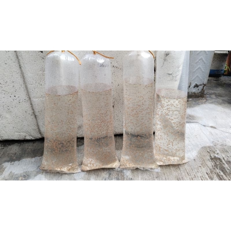 Daphnia Magna Pakan ikan Cupang Gupy moly dll
