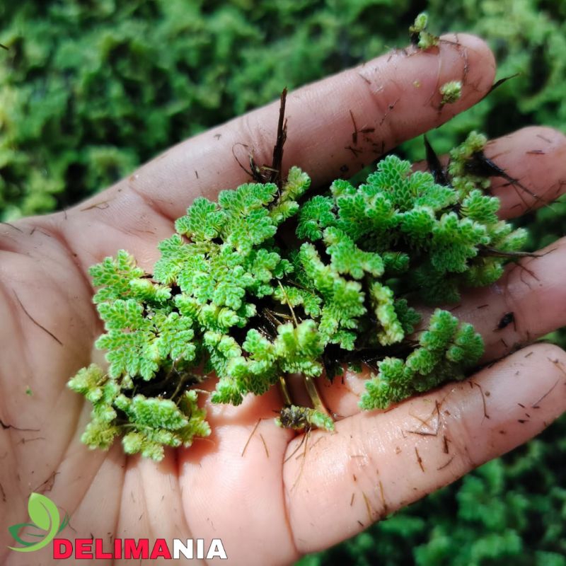 Bibit Azolla 1kg azolla super, azolla indukan siap tanam