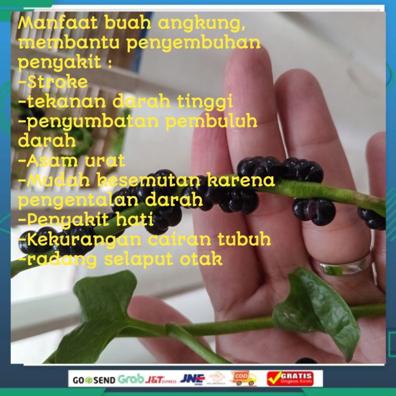 Buah Angkung (Obat Herbal Stroke) 100gram