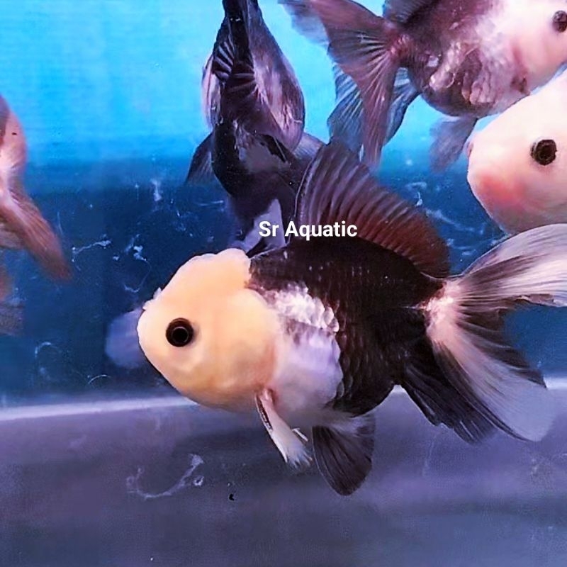 Ikan Mas Koki / Koki Panda /  Hiasan Aquarium