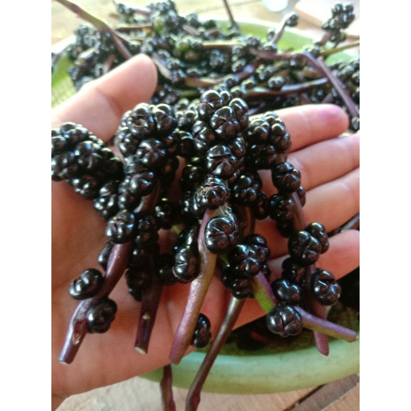 

Buah angkung segar 200 biji,herbal alami